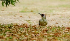 Picus viridis
