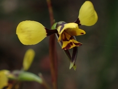 Diuris maculata