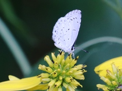 Celastrina