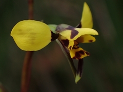 Diuris maculata