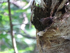 Troglodytes hiemalis