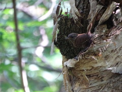 Troglodytes hiemalis