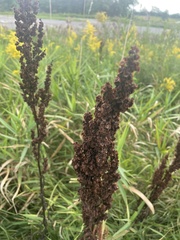 Rumex pseudonatronatus