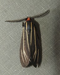 Ctenucha venosa