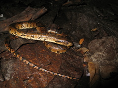 Hydrodynastes gigas