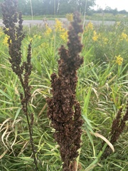 Rumex pseudonatronatus