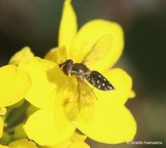 Toxomerus vertebratus