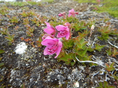 Rhododendron camtschaticum