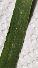 Puccinia coronata
