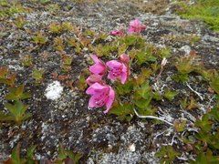 Rhododendron camtschaticum