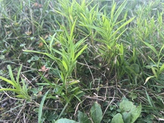 Microstegium vimineum