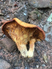 Omphalotus subilludens
