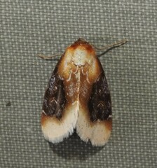 Chrysoecia scira