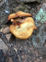 Omphalotus subilludens