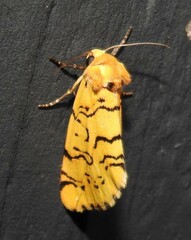 Chrysoecia atrolinea