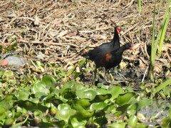 Jacana jacana