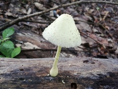Leucocoprinus birnbaumii