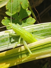 Pyrgocorypha uncinata