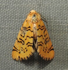 Chrysoecia atrolinea