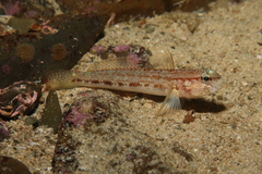 Gobius gasteveni