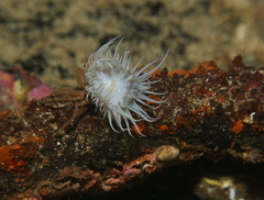 Actinothoe sphyrodeta