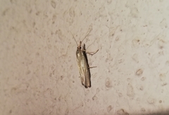 Crambus perlella