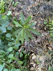 Rhododendron ponticum