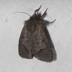 Acrolophus filicicornis
