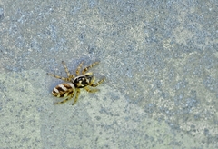 Salticus scenicus