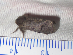Acrolophus filicicornis