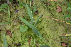 Maianthemum stellatum