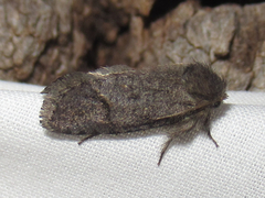 Acrolophus filicicornis
