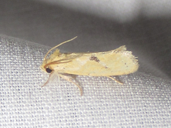 Acrolophus laticapitana