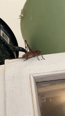 Tettigoniinae