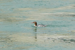 Mergus merganser