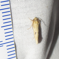 Acrolophus laticapitana