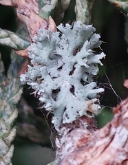 Physcia adscendens