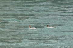 Mergus merganser