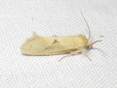 Acrolophus laticapitana