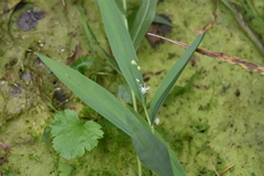 Maianthemum stellatum