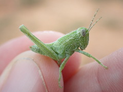 Campylacantha olivacea