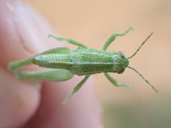 Campylacantha olivacea