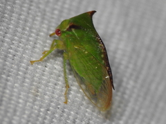 Stictocephala militaris