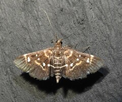 Diathrausta harlequinalis