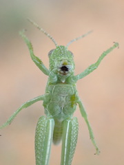Campylacantha olivacea