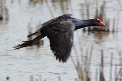 Porphyrio melanotus