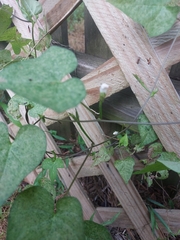 Ipomoea lacunosa