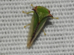 Stictocephala militaris