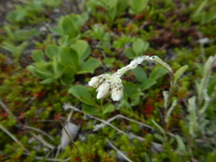 Antennaria alpina