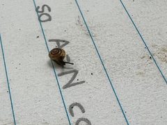 Euconulus fulvus